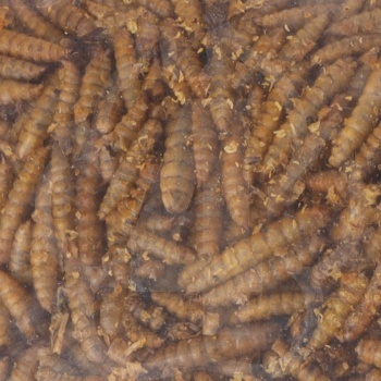 Õuelindudele kuivatatud vastsed 4 Seasons 100g