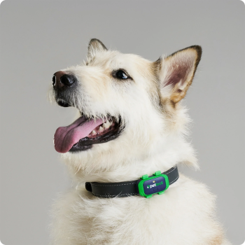 28886-850069040000-petloc8-gps.png