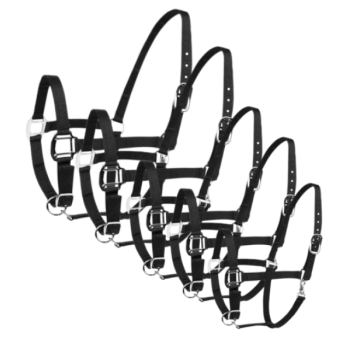 Halter Excellent Black Pony