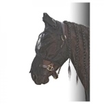 Putukamask Flyshield narmastega L
