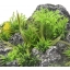 Akvaariumi dekoratsioon CONDROZ ROCK + PLANT ANGLE 23x22x8,5CM