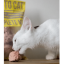 26740-26740_67ebdd09b04919.78729068_mush-vaistoryellow_cat_pimage1-465x465_large.png