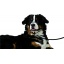 27781-27781_672f859d760899.29009076_502595_d_01_large.jpg